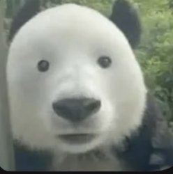Panda Meme Template