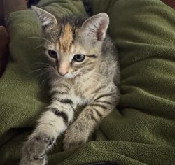 Baby Jane barn kitten Meme Template