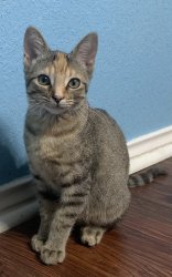 Baby Jane barn kitten cat Meme Template