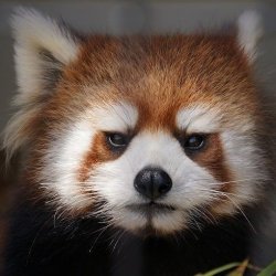 Disappointed Red Panda Meme Template