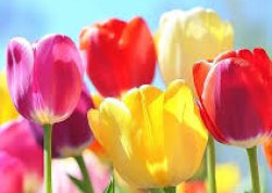 Flowers Meme Template