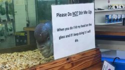Mad fish Meme Template