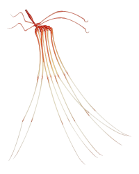 Sea spider Meme Template