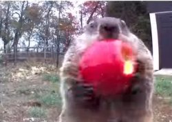 Jerry groundhog Meme Template