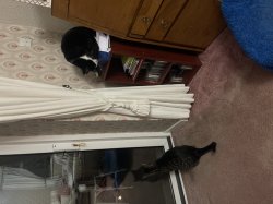 2 diffent cats Meme Template