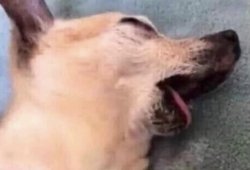 chihuahua make dead Meme Template