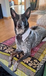 Beautiful Australian cattle dog named Bear Meme Template