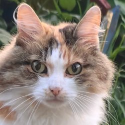 ANTONIDA the cat Meme Template