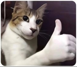 Cat thumbs up Meme Template