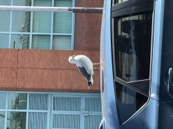 Seagull on car Meme Template