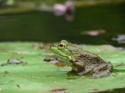 Bullfrog on a Lily Pad Meme Template