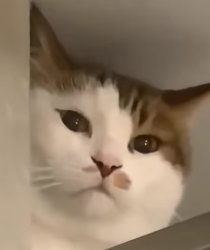 cat of judgment Meme Template