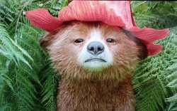 Baby Paddington Meme Template