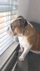 dog looking out window Meme Template