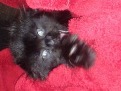 black scottish fold kitten Meme Template