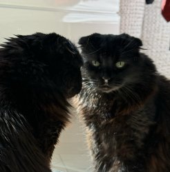 sooty the scottish fold Meme Template