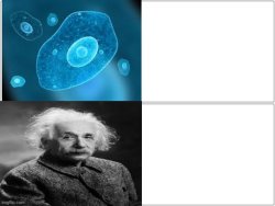 Dumb V.S. smart (an average meme) Meme Template
