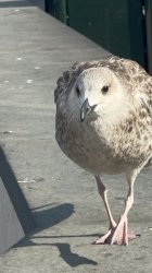 Mr. Seagull Meme Template