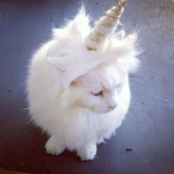 unicorn kitty Meme Template
