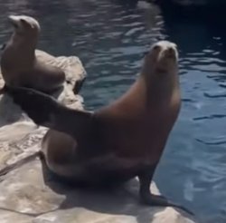 Sea Lion, Meme Template