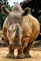 Rhino Meme Template