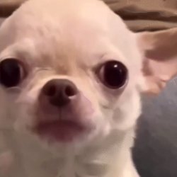 EvilDog Meme Template