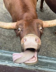 Bull with Tongue Meme Template