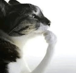 thinking cat Meme Template