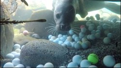 lost golf balls Meme Template