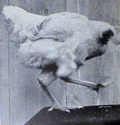 Mike the Headless Chicken Meme Template