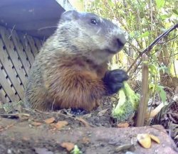 groundhog with broccoli Meme Template