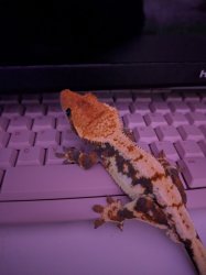Gecko Computer Scientist Meme Template