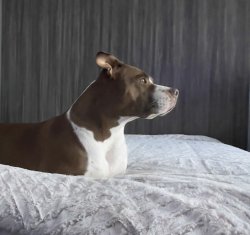 Happy Dog Meme Template