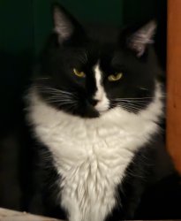 Crazy Cat Meme Template