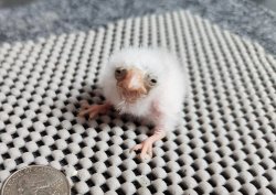 Tiny Bird Meme Template