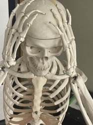 Skeleton Meme Template