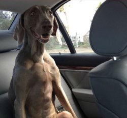 Hound backseat Meme Template