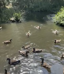 Ducks Meme Template