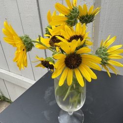 Texas sunflower bouquet Meme Template