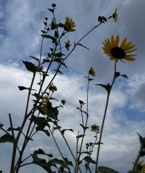 Texas sunflowers Meme Template