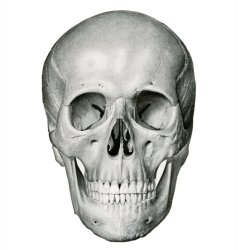 Skull Meme Template