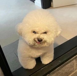 mischievous dog Meme Template