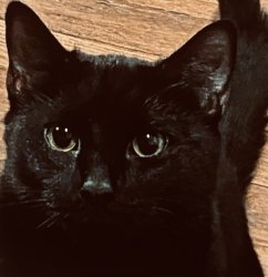 Noctis knows the situation. Meme Template