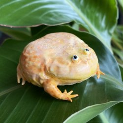 Wednesday frog Meme Template