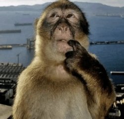 Thinking monkey Meme Template