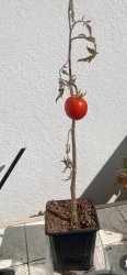 Lonely tomato Meme Template