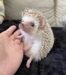 staring hedgehog Meme Template