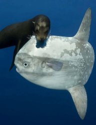 Sunfish Surprised Meme Template