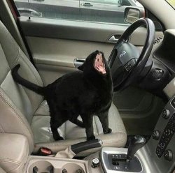 Cat yelling in car Meme Template
