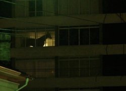 horse in building Meme Template